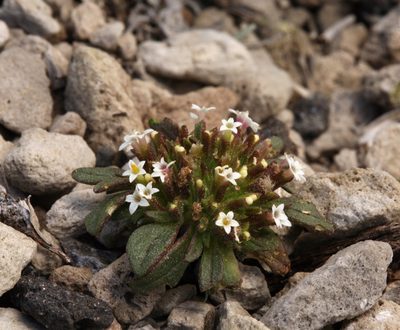 Dimeresia howellii, photographed by Steve Matson
