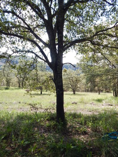 Quercus eduardi, photographed by Norma Piedra