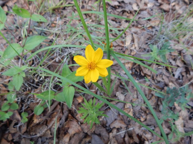 Wedelia mexicana, photographed by Norma Piedra