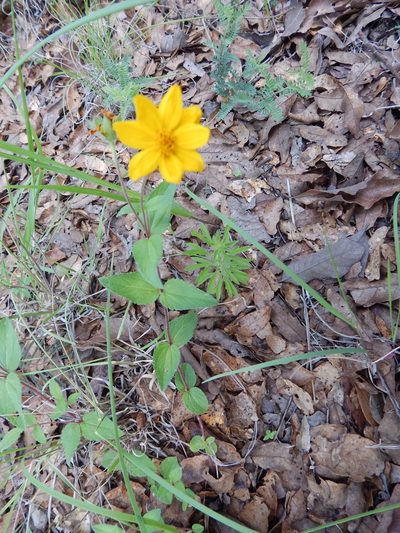 Wedelia mexicana, photographed by Norma Piedra