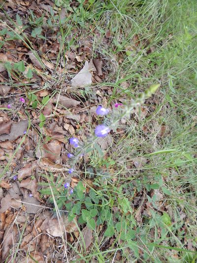 Salvia crucis, photographed by Norma Piedra