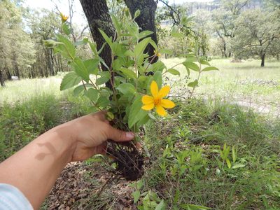 Wedelia mexicana, photographed by Norma Piedra