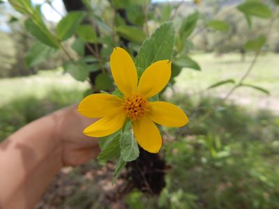 Wedelia mexicana, photographed by Norma Piedra