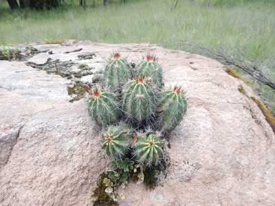 Echinocereus polyacanthus, photographed by Norma Piedra