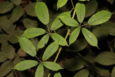 Rubus rufescens, photographed by Stephen James McWilliam