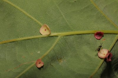 Rubus rufescens, photographed by Stephen James McWilliam