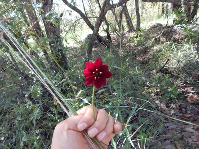Cosmos concolor, photographed by Norma Piedra