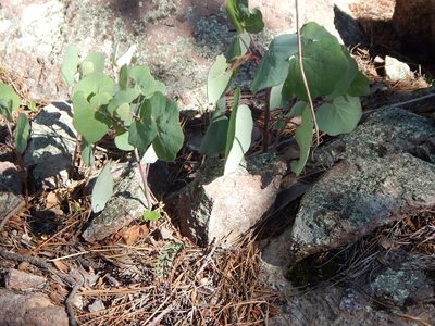 Senecio sessilifolius, photographed by Norma Piedra