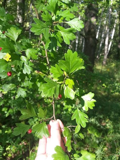 Crataegus rhipidophylla, photographed by Dmitriy Bochkov