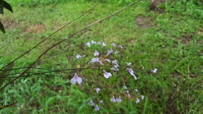 Ionopsis utricularioides, photographed by ritirene