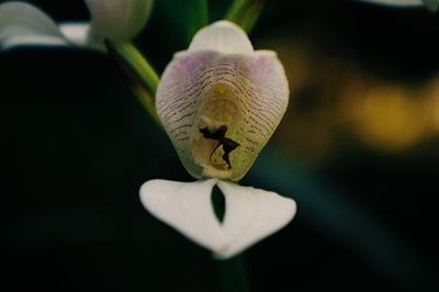 Govenia liliacea, photographed by Claudio Cantú Muñiz