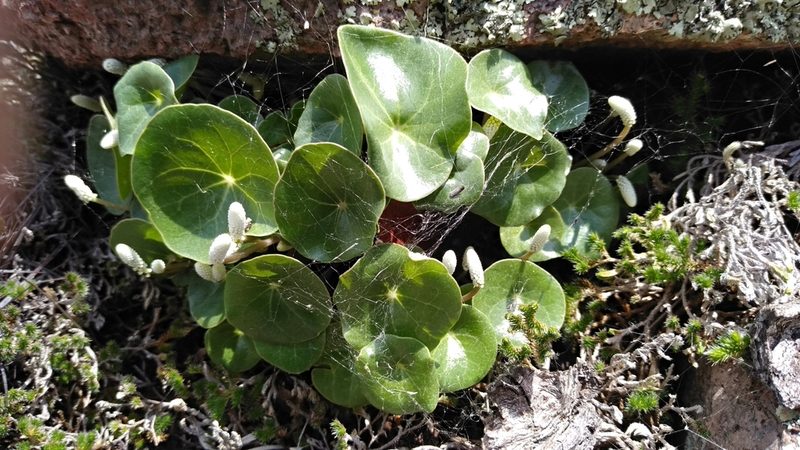 Peperomia monticola, photographed by abrahambio