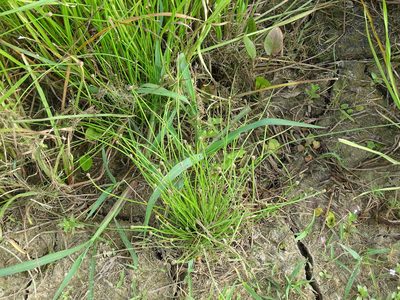 Eleocharis obtusa, photographed by Reuven Martin