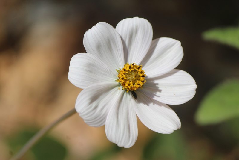 Cosmos diversifolius, photographed by José Belem Hernández Díaz