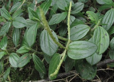 Peperomia tequendamana, photographed by Carlos Alberto Rodriguez
