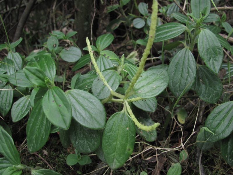 Peperomia tequendamana, photographed by Carlos Alberto Rodriguez
