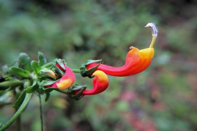 Centropogon granulosus, photographed by Lesley Aguirre