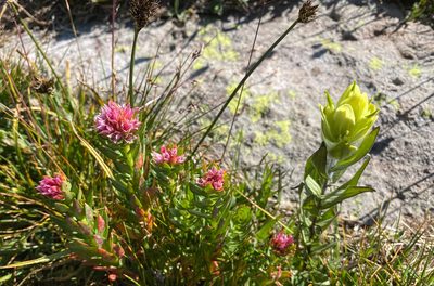 Rhodiola rhodantha, photographed by Bob Walker