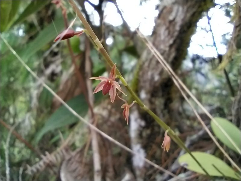 Platystele consobrina, photographed by DANIEL ALEJANDRO CHICA BOTERO
