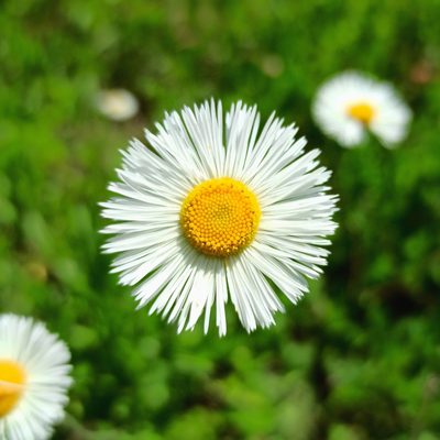 Erigeron longipes, photographed by Juan Carlos Fonseca Mata