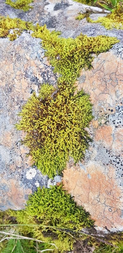 Dilutineuron fasciculare, photographed by Jonathan Hughes