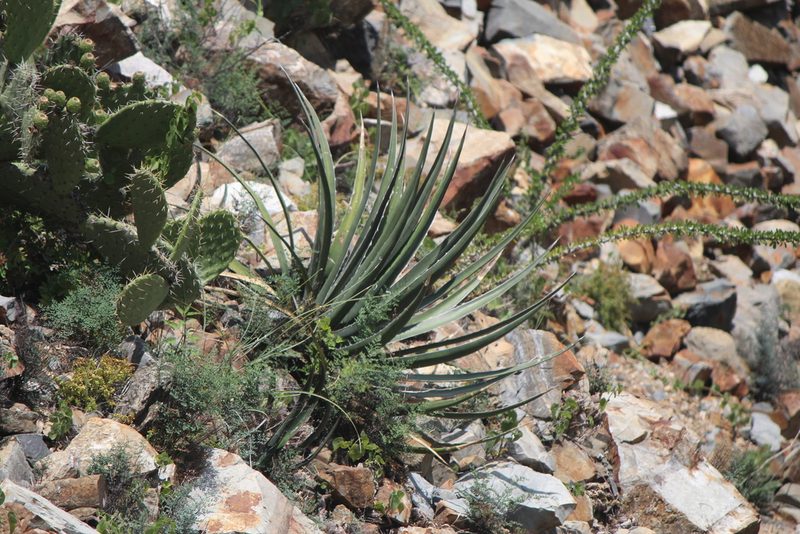 Agave difformis, photographed by José Belem Hernández Díaz