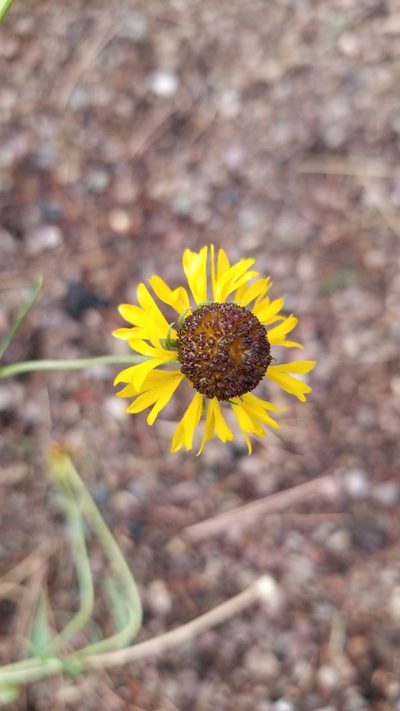 Helenium arizonicum, photographed by Rod