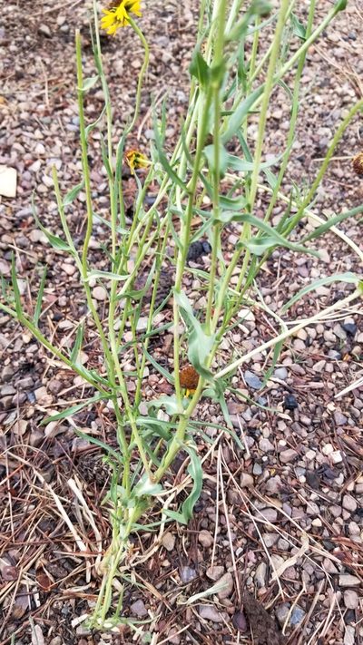 Helenium arizonicum, photographed by Rod
