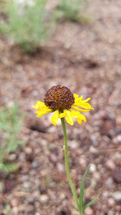 Helenium arizonicum, photographed by Rod