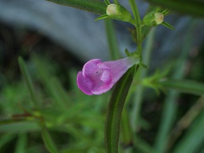 Agalinis neoscotica, photographed by bobkennedy
