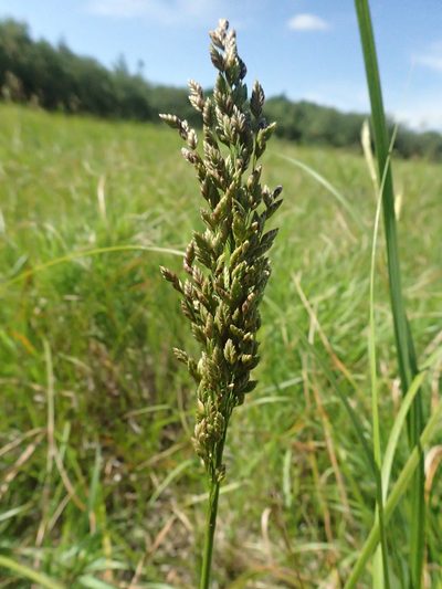 Glyceria obtusa, photographed by bobkennedy