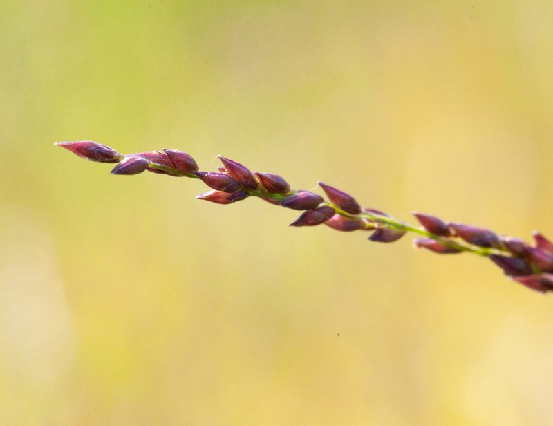 Coleataenia longifolia, photographed by bobkennedy