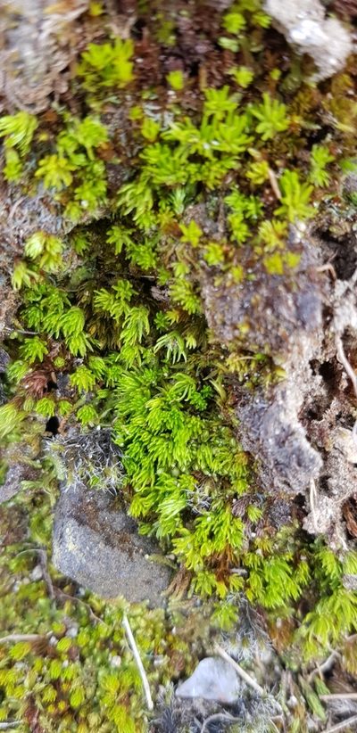 Oligotrichum hercynicum, photographed by Jonathan Hughes