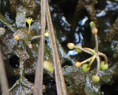 Lilaeopsis chinensis, photographed by bobkennedy