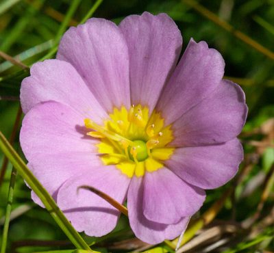 Sabatia kennedyana, photographed by bobkennedy