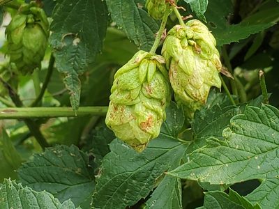 Humulus neomexicanus, photographed by Craig Martin