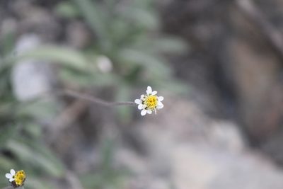Tridax coronopifolia, photographed by José Belem Hernández Díaz