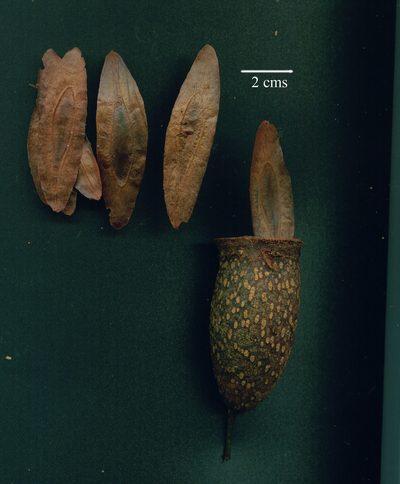 Couratari guianensis, photographed by Eduardo Chacón Madrigal