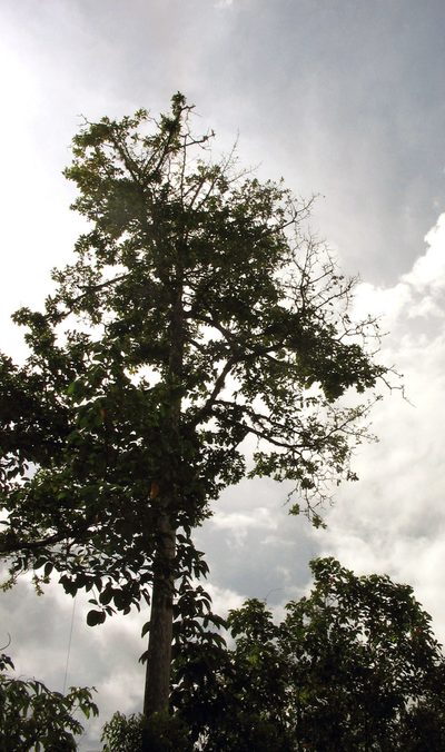 Couratari guianensis, photographed by Eduardo Chacón Madrigal