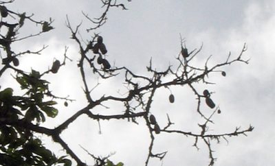 Couratari guianensis, photographed by Eduardo Chacón Madrigal