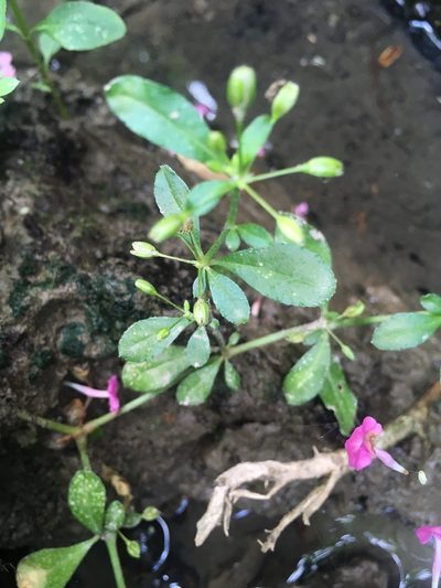 Glinus oppositifolius, photographed by chen ying-hsiao