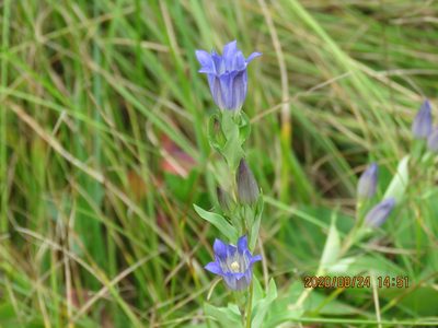 Gentiana affinis, photographed by Steve Wells