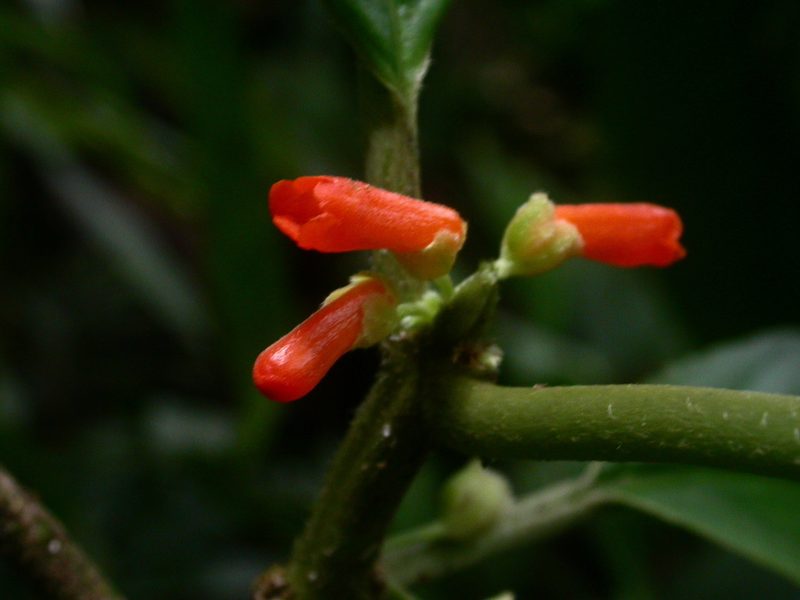 Besleria tambensis, photographed by Eduardo Chacón Madrigal
