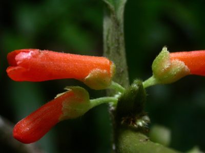 Besleria tambensis, photographed by Eduardo Chacón Madrigal