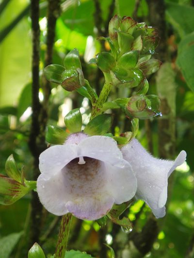 Gloxinia perennis, photographed by Eduardo Chacón Madrigal