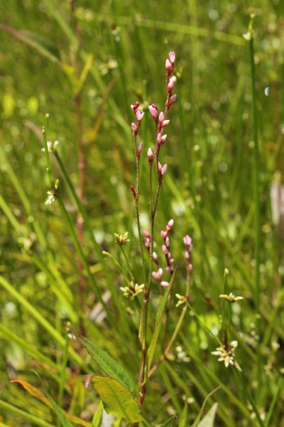 Persicaria meisneriana, photographed by Erwin Sieben