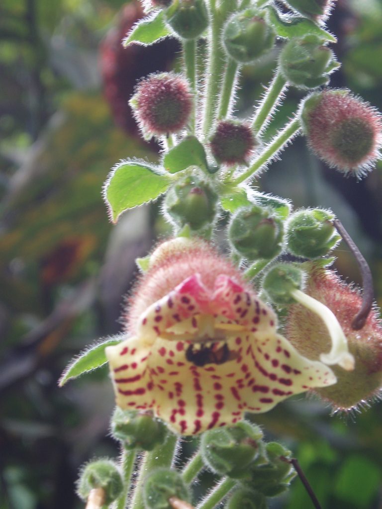 Kohleria allenii, photographed by Eduardo Chacón Madrigal