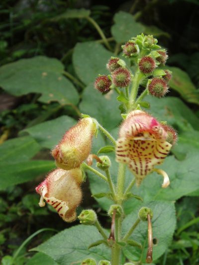 Kohleria allenii, photographed by Eduardo Chacón Madrigal