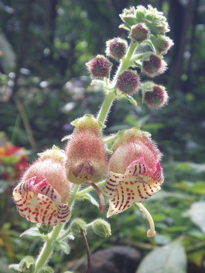 Kohleria allenii, photographed by Eduardo Chacón Madrigal