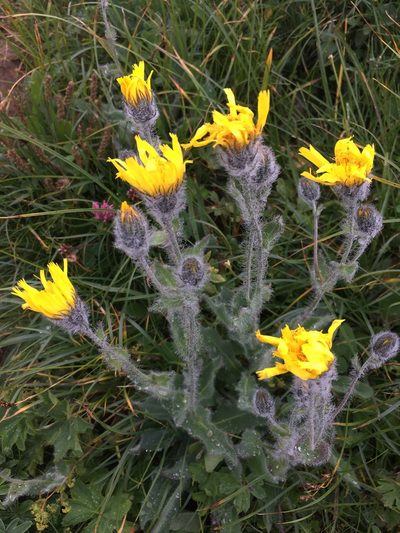 Hieracium villosum, photographed by W. Terry Hunefeld